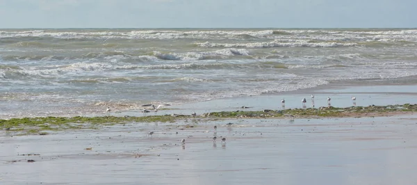 Aves Playa — Foto de Stock