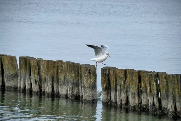 Seagull Jumps Stage Gap — Stock Photo, Image