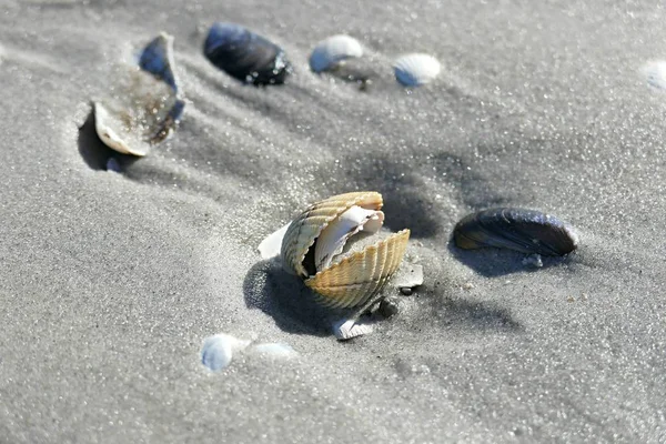 Conchas Areia — Fotografia de Stock