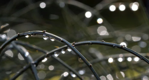Water Drops Broomstalk — Stock Photo, Image