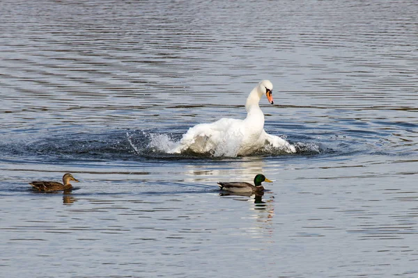 Vacker Utsikt Över Majestätisk Svan Naturen — Stockfoto