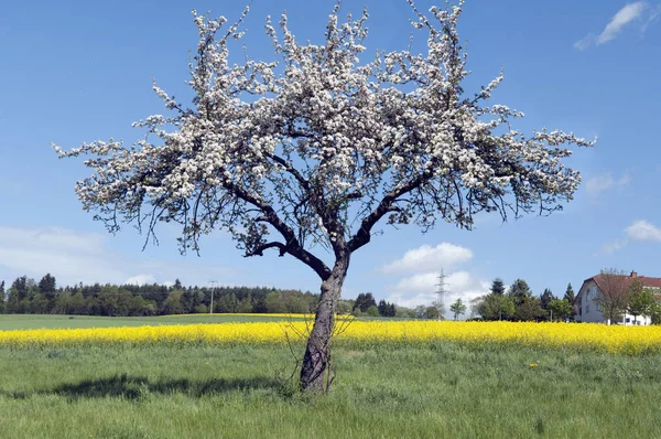 Яблуня Цвітіння Яблук — стокове фото