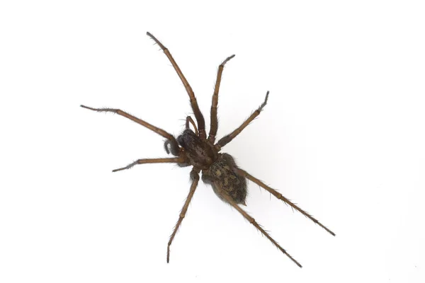 家のクモ 大きくて角のあるクモ — ストック写真