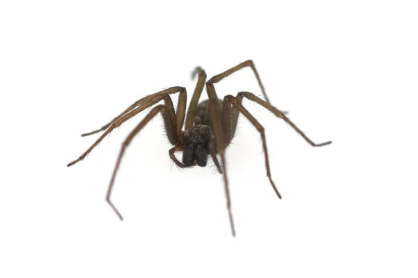 Hausspinne Große Eckige Spinne — Stockfoto