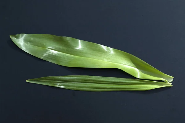 크로커스 Doppelgaengerpflanze Ramson — 스톡 사진