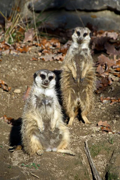 Närbild Djur Zoo — Stockfoto