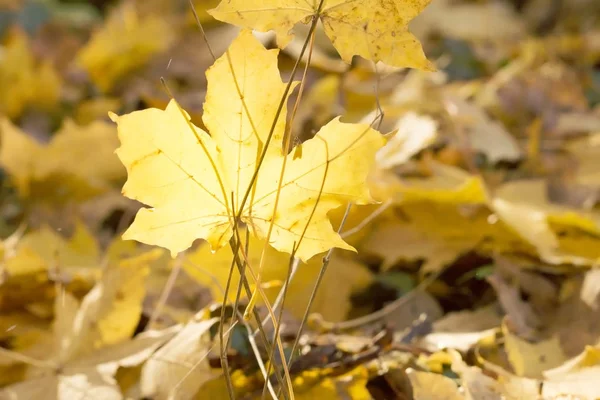 Herfst Bladeren Herfst Seizoen Gebladerte — Stockfoto