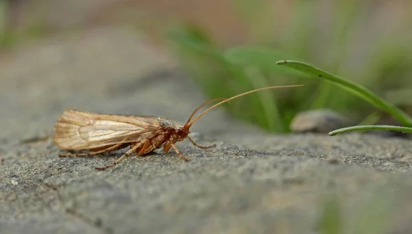 Taşın Üzerinde Caddis Trichoptera — Stok fotoğraf