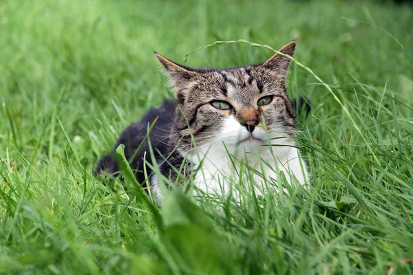 Çimlerinde Küçük Bir Kedi Pusuda Bekliyor — Stok fotoğraf