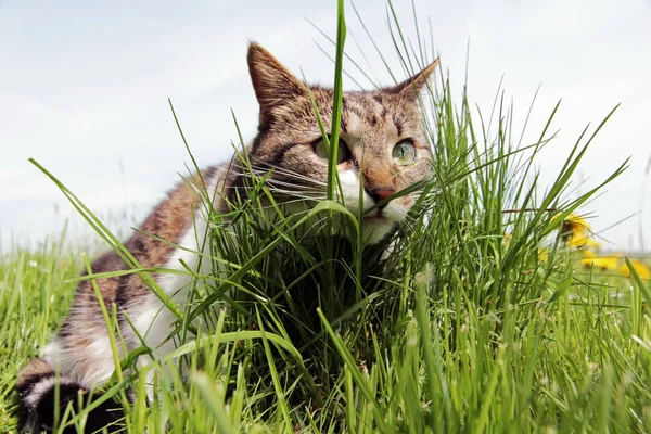 a little cat hiding behind the grass