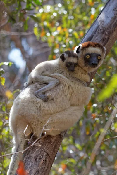 Närbild Djur Zoo — Stockfoto