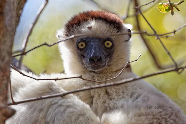 Närbild Djur Zoo — Stockfoto