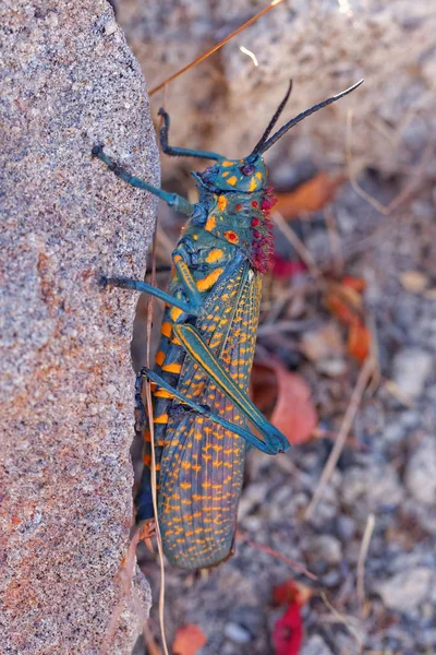 Insetto Della Cavalletta Insetto Orante Invertebrato — Foto Stock