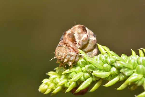 Close Uitzicht Mooie Kleurrijke Vlinder — Stockfoto