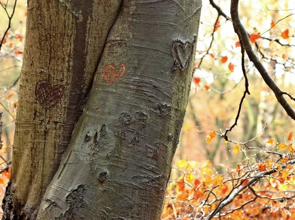 Drzewo Miłości Dżungli Sababurg — Zdjęcie stockowe