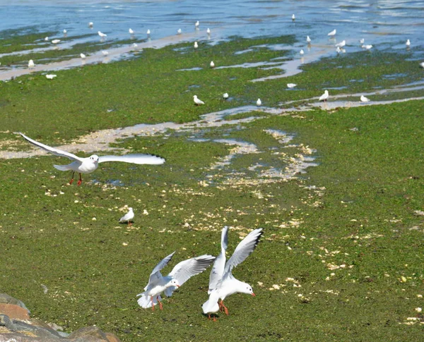 Schilderachtig Uitzicht Prachtige Vogel Natuur — Stockfoto