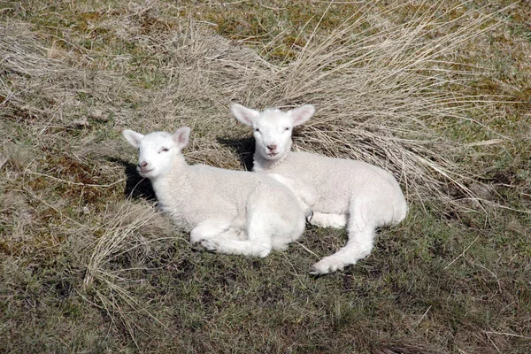 Овцы Ягнята Придорожном Острове Силт — стоковое фото
