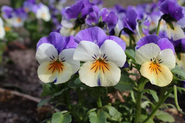 パンジーと一緒に花を咲かせ — ストック写真