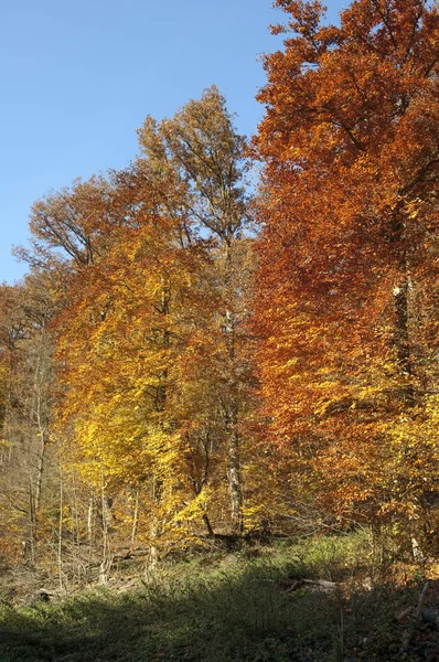 Schöne Landschaft Des Waldes — Stockfoto