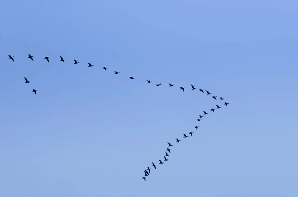 in formation flying swans on blue sky