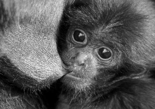 Jungtiere Selektiver Fokus — Stockfoto