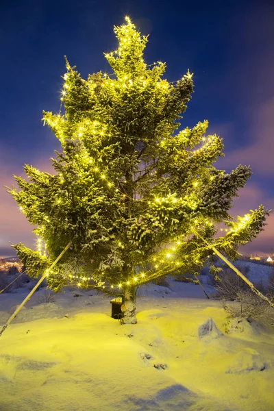 雪と冬の夜に撮影クリスマスライトと本物のクリスマスツリー — ストック写真