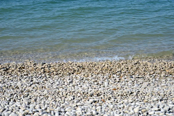 大西洋沿岸的各种海草 — 图库照片
