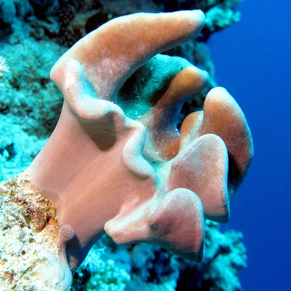 Mavi Arka Plan Üzerinde Tropikal Denizin Dibinde Yumuşak Mercan Ile — Stok fotoğraf