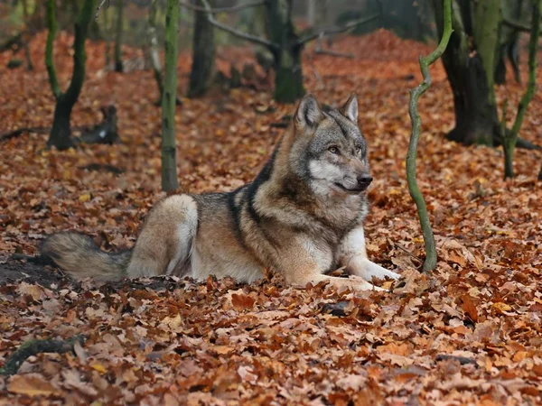 Reclining Wolf Canis Lupus — Stock Photo, Image