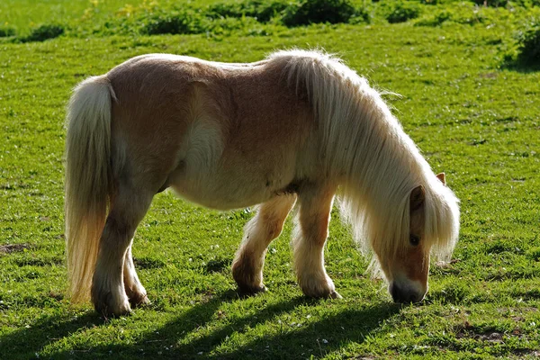 Shetland Pony Podświetleniu — Zdjęcie stockowe