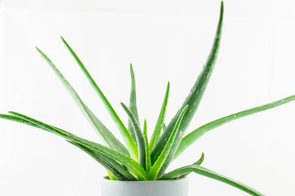 Aloes Vera Zielone Liście Kwiatowe — Zdjęcie stockowe