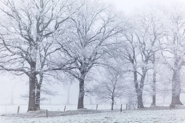 Vue Une Scène Hivernale — Photo