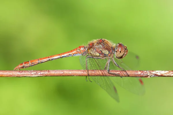 Csavargó Darter Sympetrum Vulgatum Sunbathing Makró Lövés — Stock Fotó