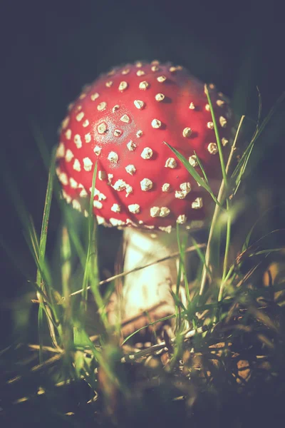 Sgabello Rospo Con Accordatura Amanita Muscaria Uno Sparo Macro — Foto Stock