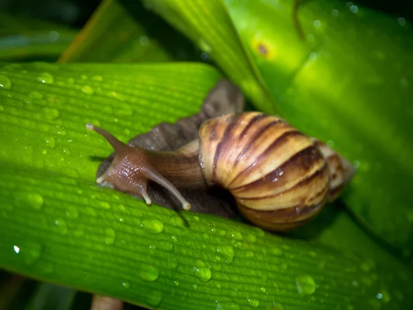 Schnecke Auf Blatt Grün Der Natur — Stockfoto