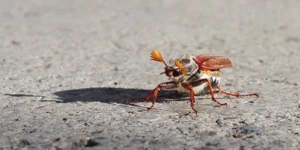 Makroaufnahme Einer Roten Ameise — Stockfoto