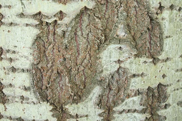 Tree Bark Nature Timber Textured — Stock Photo, Image