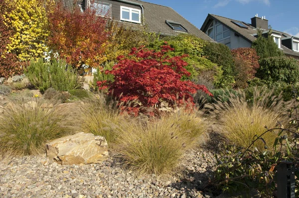 Acer Palmatum Rockery Grama Fonte — Fotografia de Stock