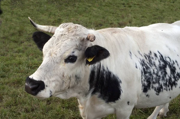 Naturskön Syn Jordbruket Selektiv Inriktning — Stockfoto