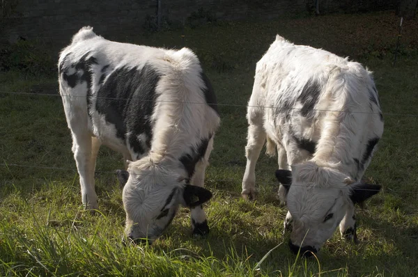 Malebný Pohled Krajinu Selektivní Zaměření — Stock fotografie