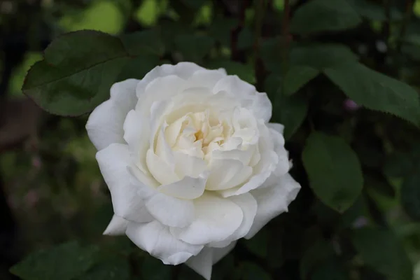 Pétales Fleurs Rose Anglais Plantes Jardin — Photo