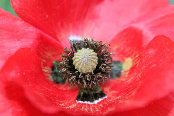 Rode Klaprozen Natuurlijke Achtergrond — Stockfoto