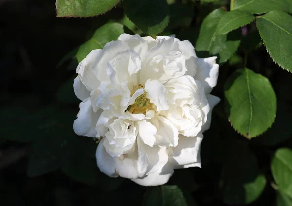 Pétales Fleurs Rose Anglais Plantes Jardin — Photo