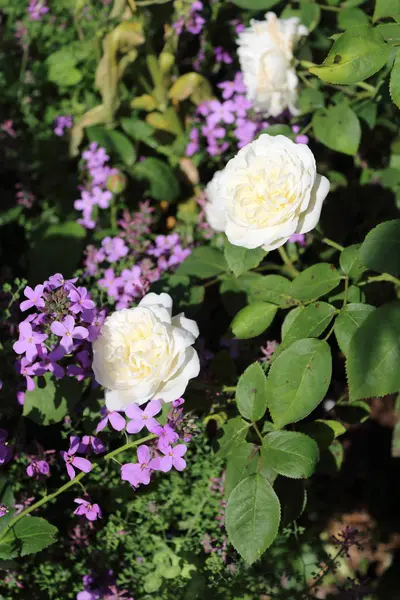 英語のバラの花びら 庭の植物 — ストック写真