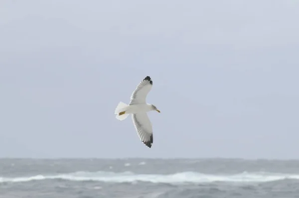 Woeste Zee Bij Sao Miguel — Stockfoto