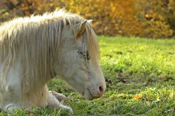 Pony Blanco Descansando Pasto —  Fotos de Stock