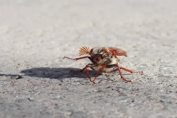 Red Ant Ground — Stock Photo, Image