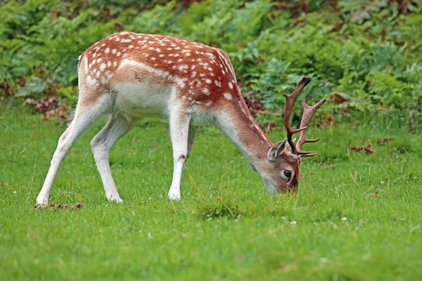 Damwildmännchen Dama Dama Dama Waldnähe — Stockfoto