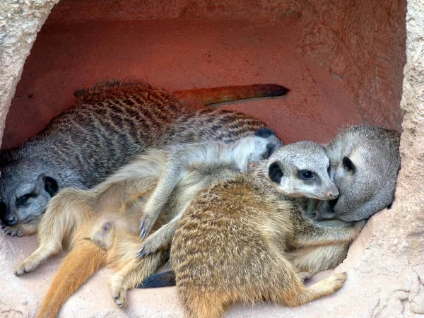 Meerkat Animal Criatura Suricatta — Fotografia de Stock