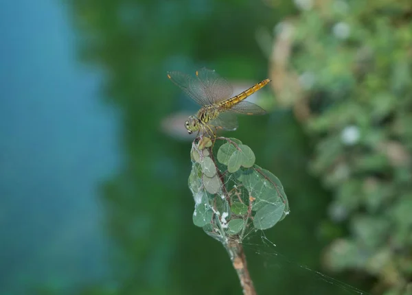 Dragonfly Zbliżenie Strzał Makro Liść — Zdjęcie stockowe